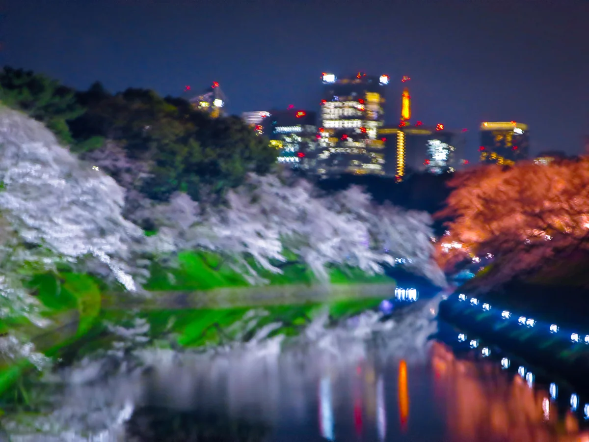 投稿写真：夜桜と東京タワーのリフレクション