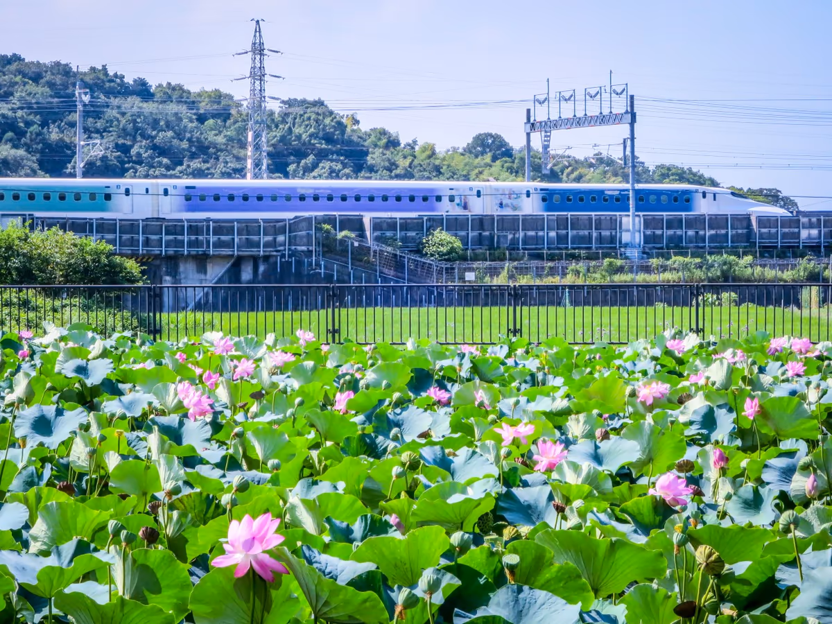 投稿写真：ディズニー新幹線とハスの花