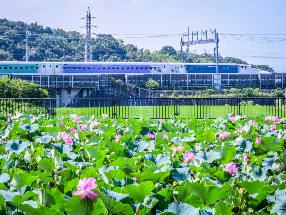投稿写真：ディズニー新幹線とハスの花