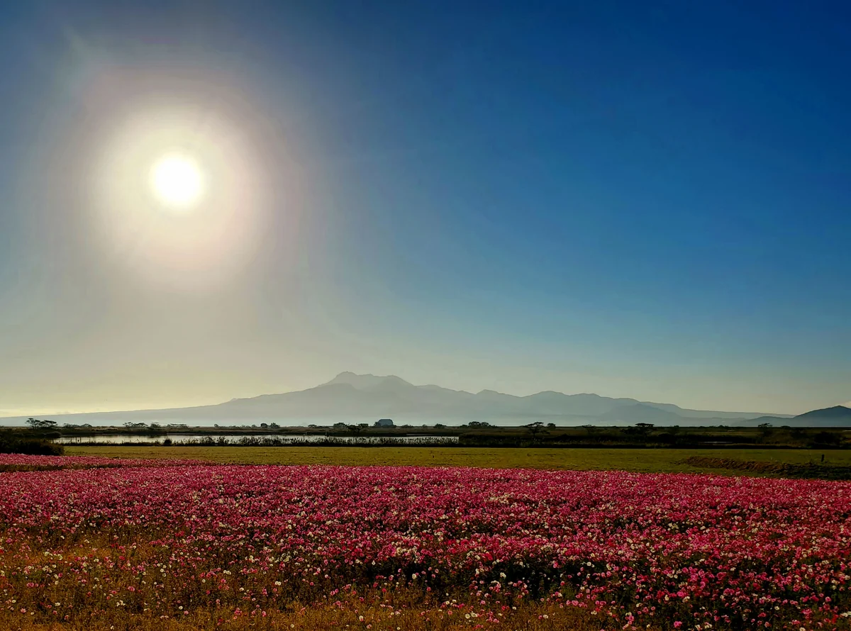 投稿写真：朝日が眩しい干陸フラワーゾーン