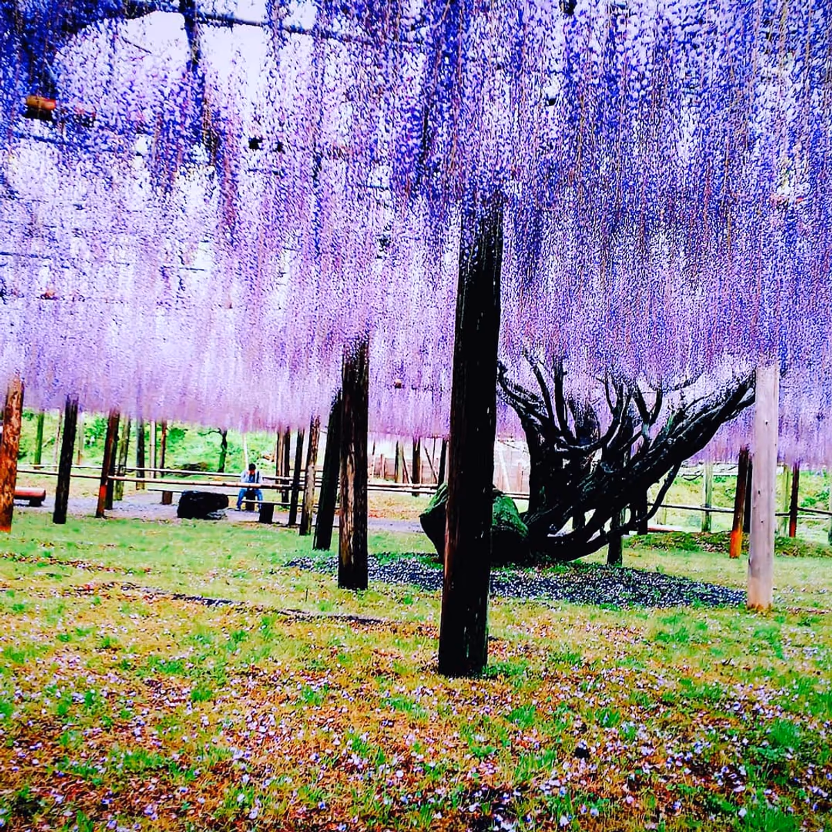 投稿写真：藤