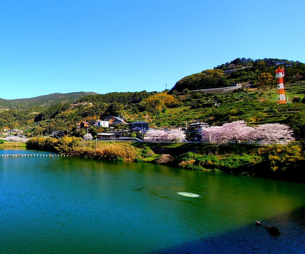 投稿写真：桜咲くダム