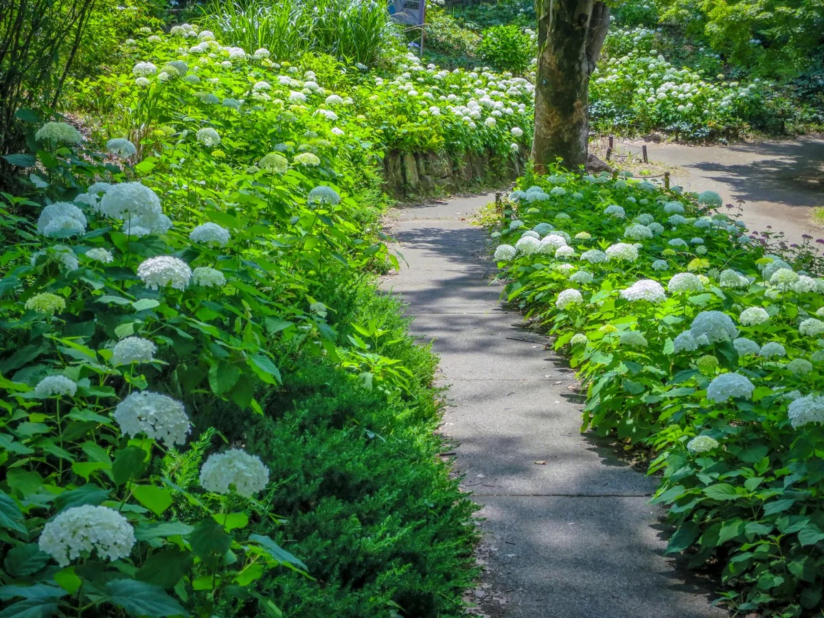 投稿写真：アナベルの小径