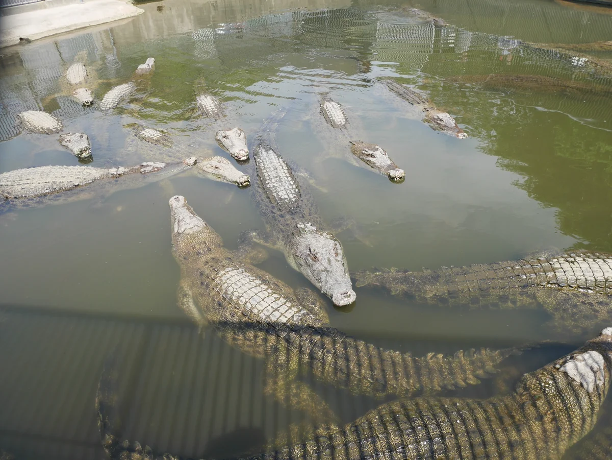 投稿写真：176鬼山地獄（大分）