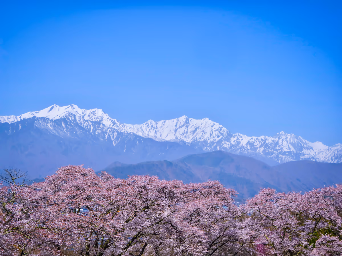 投稿写真：桜と残雪の仁科三山
