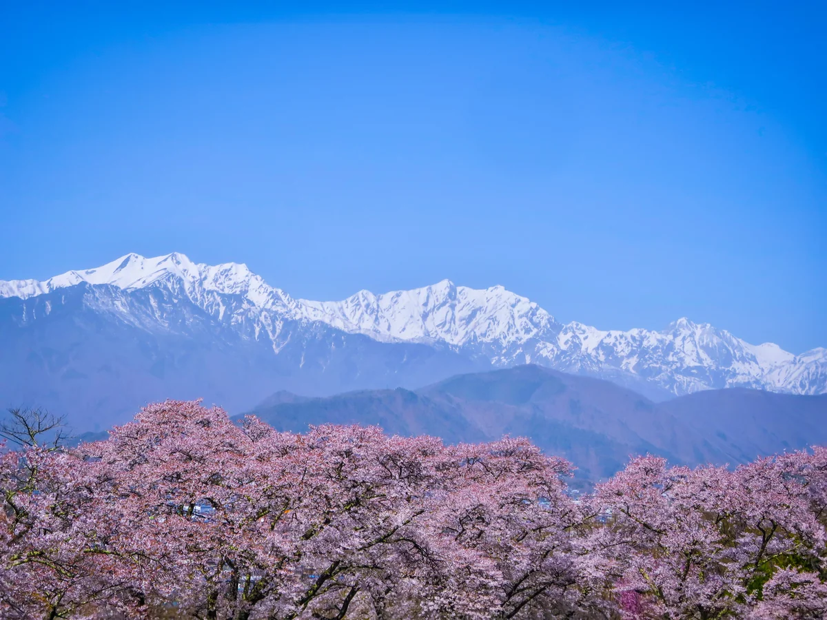 投稿写真：桜と残雪の仁科三山