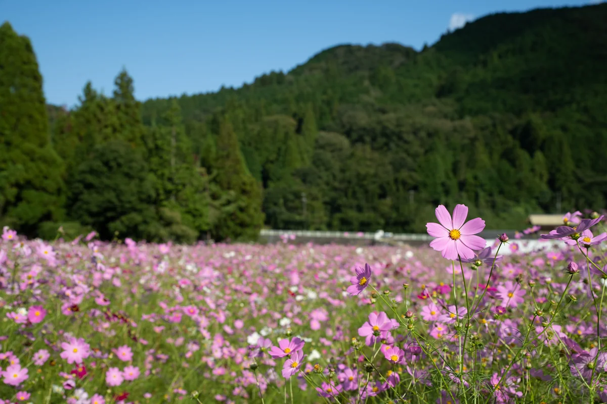 投稿写真：コスモスの里