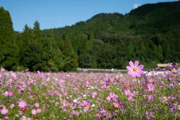 投稿：コスモスの里