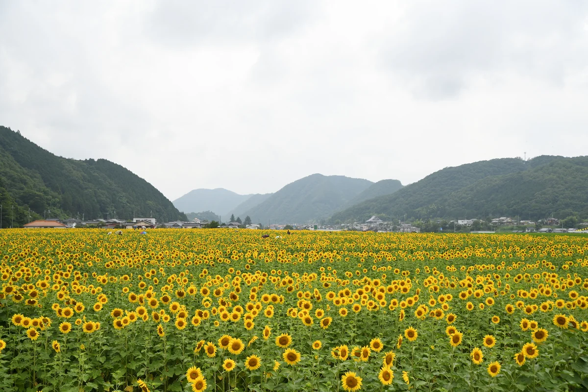 投稿写真：南光町ひまわり畑