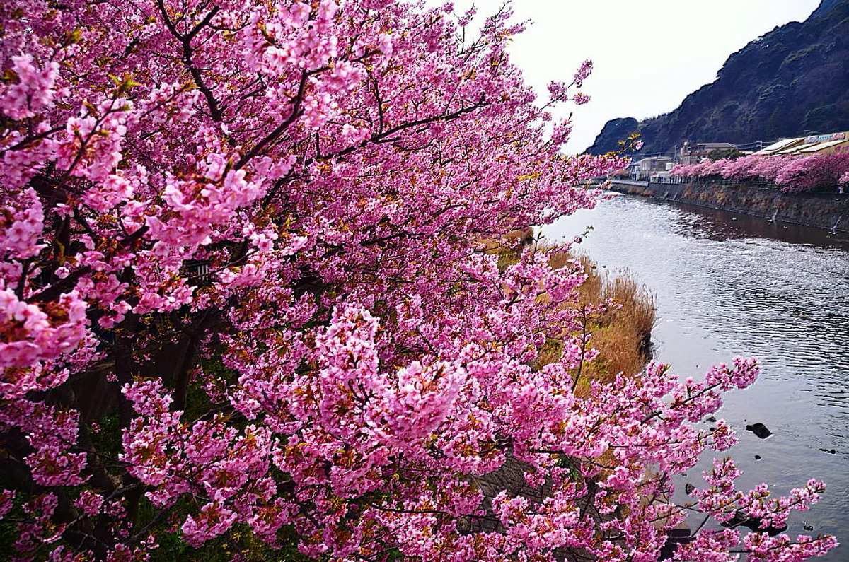 投稿写真：河津桜
