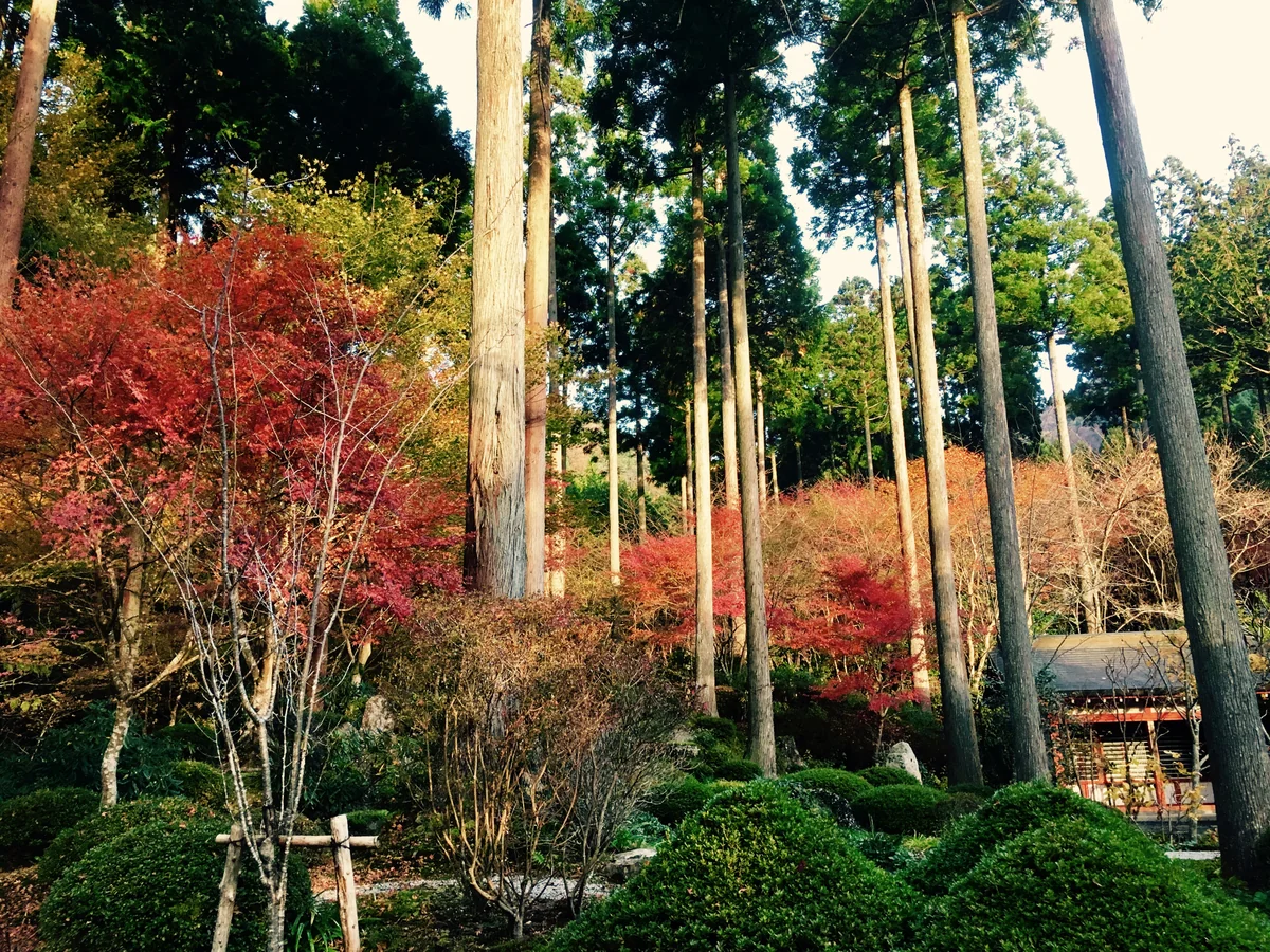 投稿写真：大原三千院