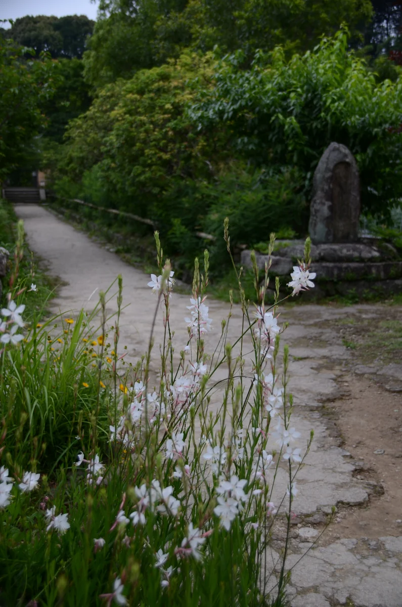 投稿写真：浄瑠璃寺　花咲く参道