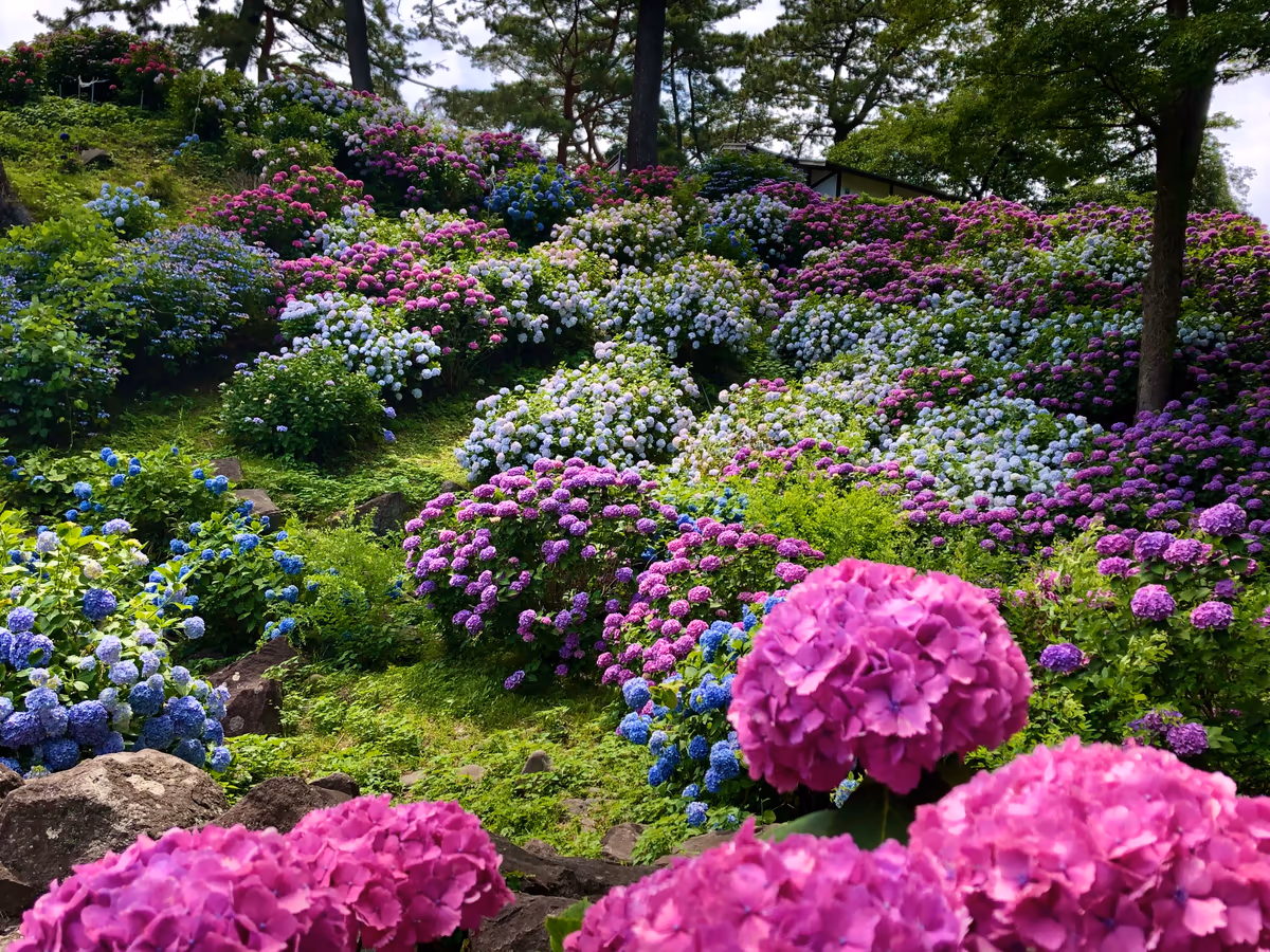 投稿写真：紫陽花