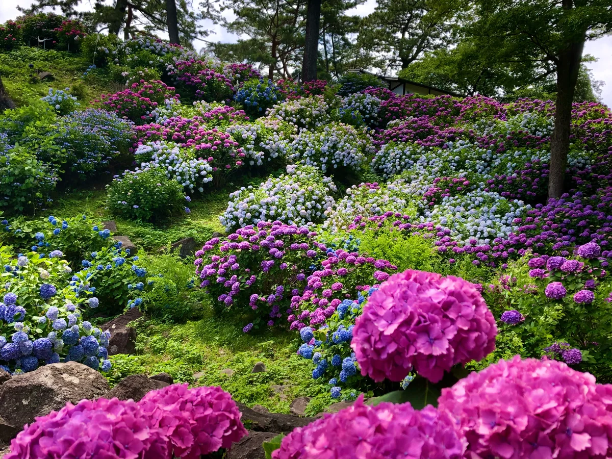 投稿写真：紫陽花
