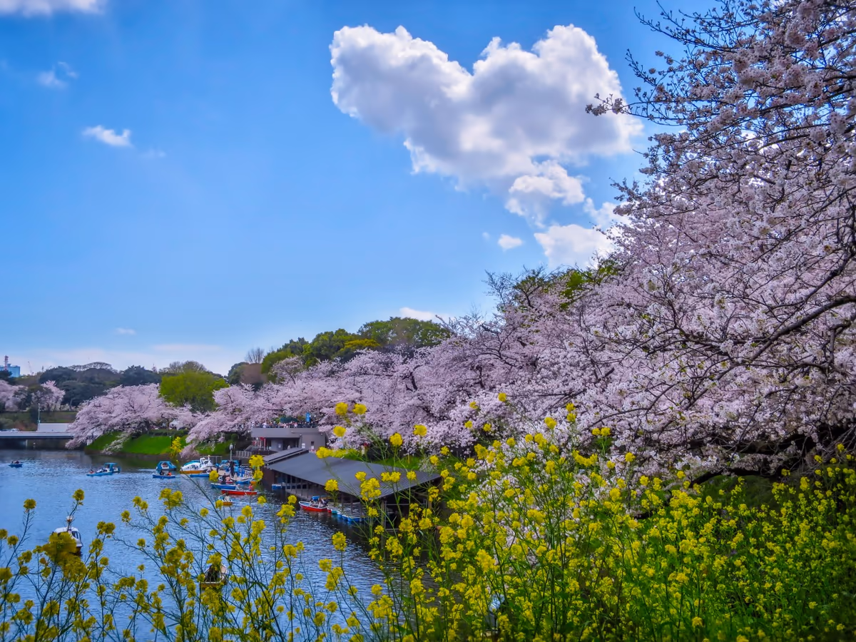 投稿写真：満開の桜と菜の花