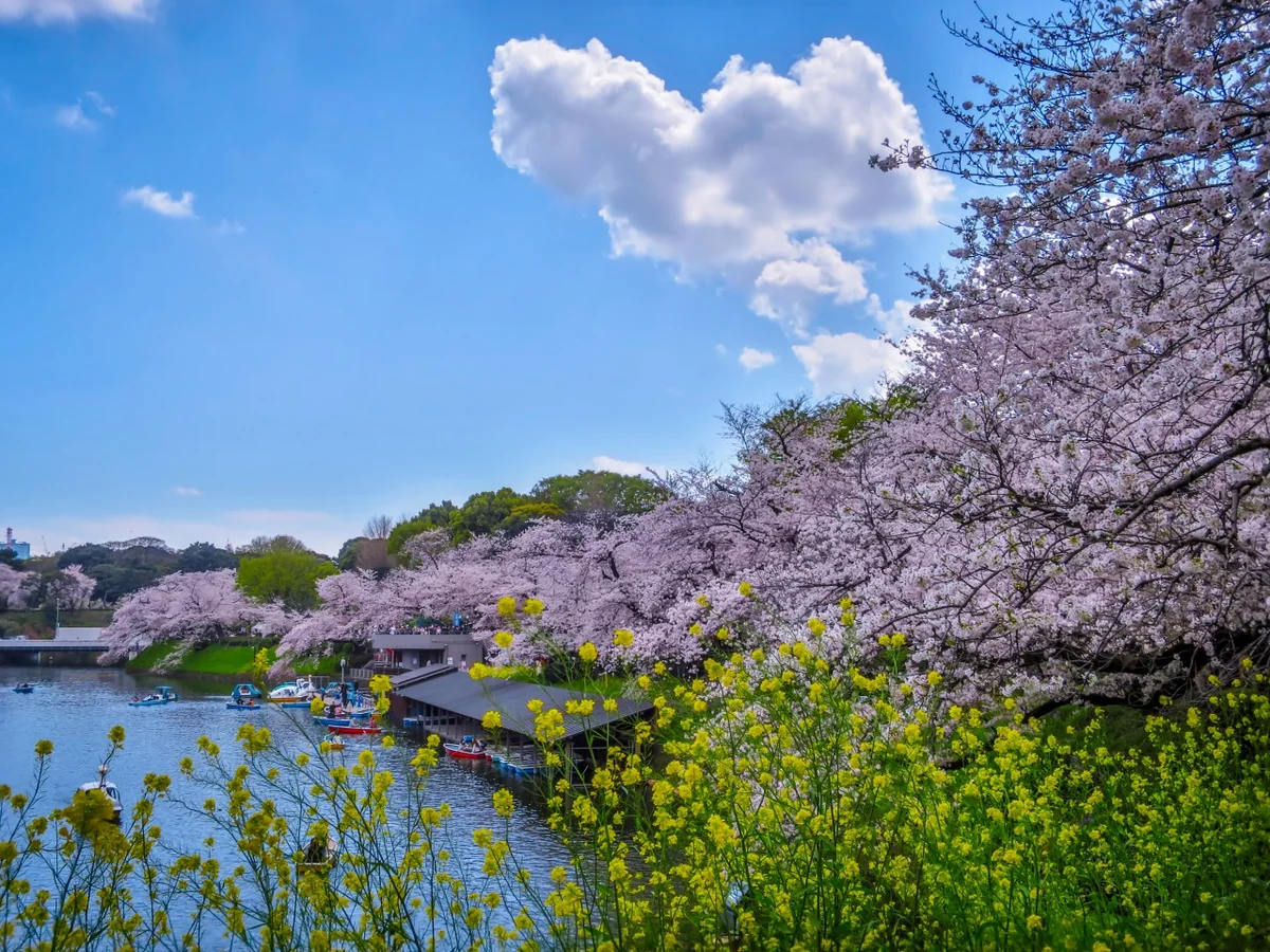 投稿写真：満開の桜と菜の花