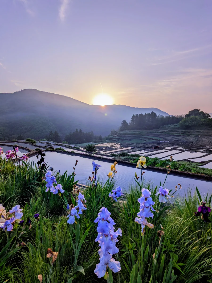 投稿写真：天空の棚田