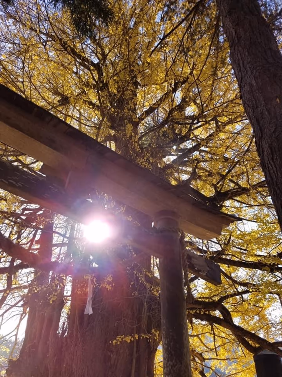 投稿写真：広島安芸太田市　筒賀の大銀杏