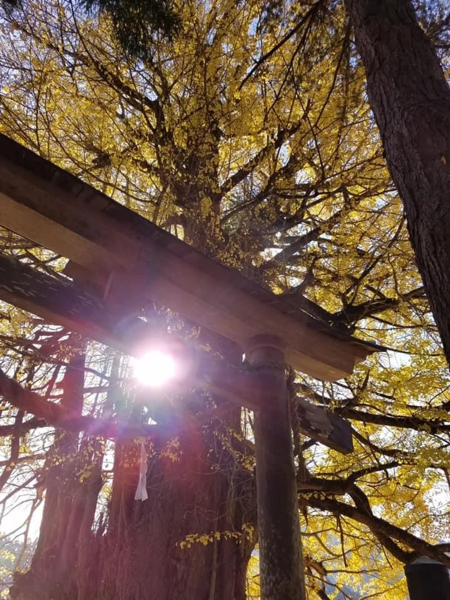 投稿写真：広島安芸太田市　筒賀の大銀杏