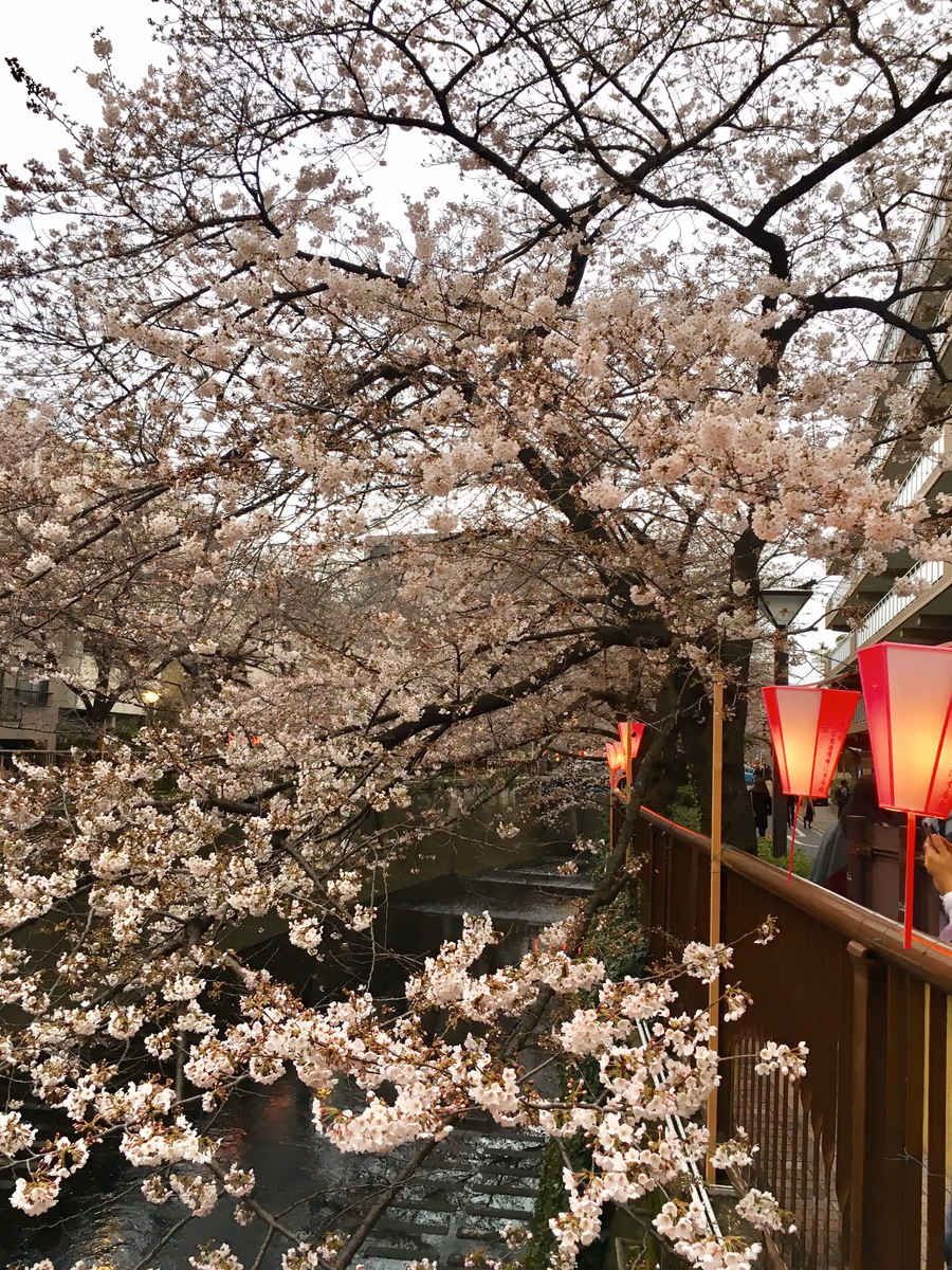 投稿写真：目黒川 桜祭り