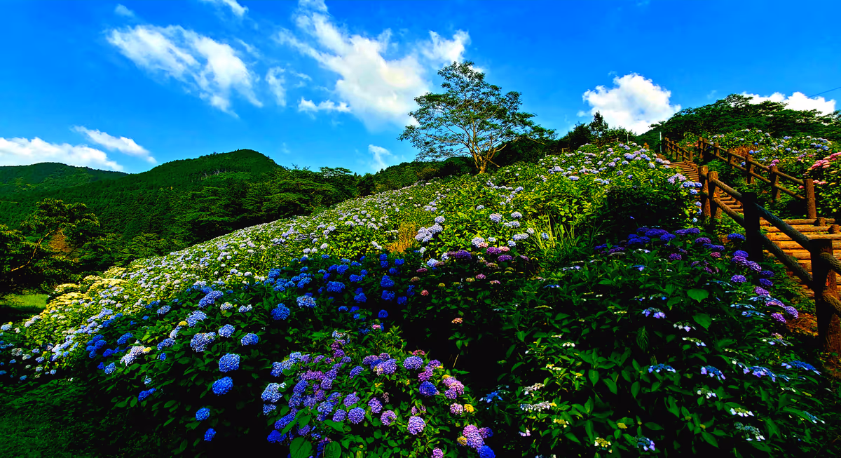 投稿写真：紫陽花畑