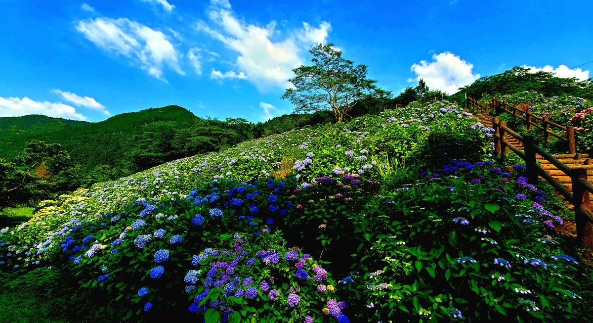 投稿写真：紫陽花畑