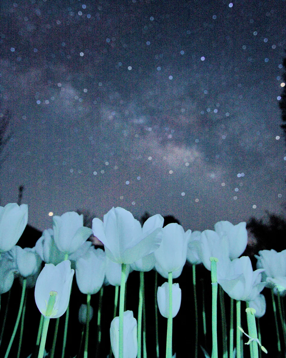投稿写真：白チューリップ