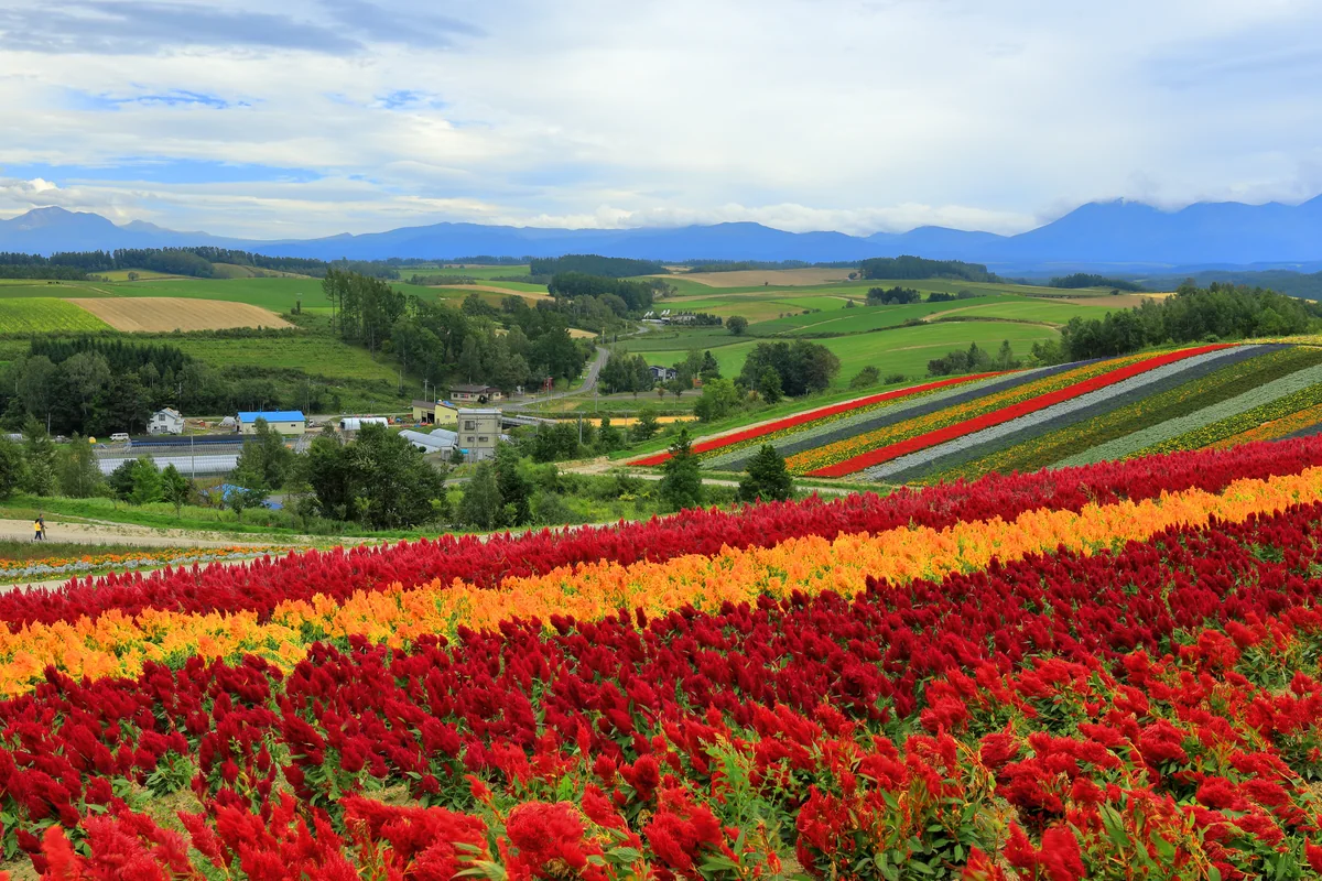 投稿写真：色とりどりの花が咲く四季彩の丘