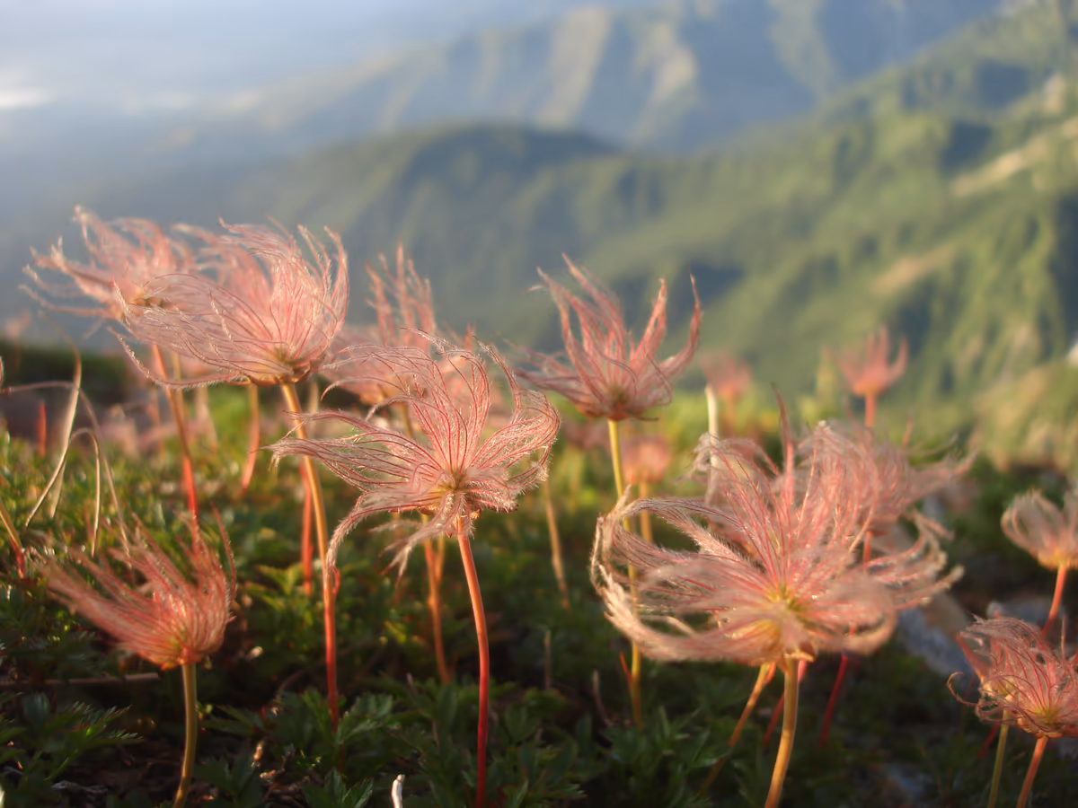 投稿写真：Calling for Spring