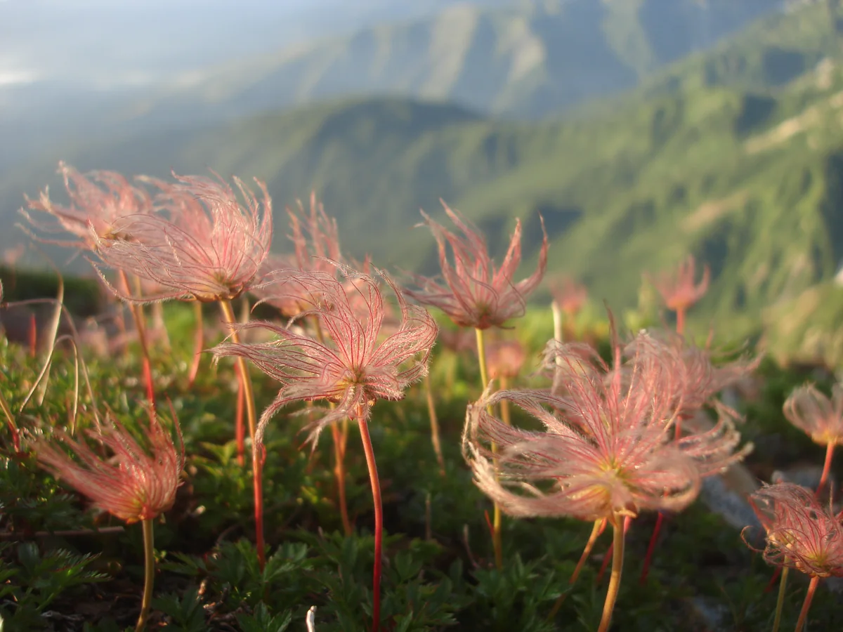 投稿写真：Calling for Spring