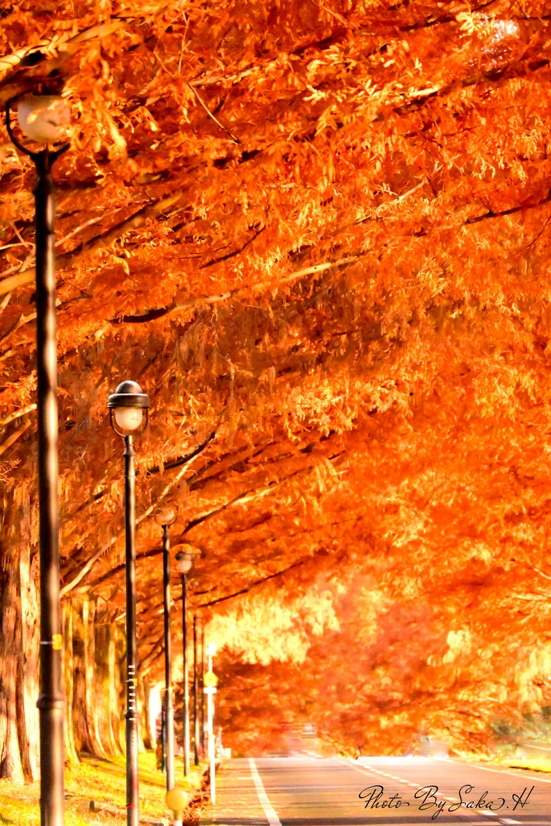 投稿写真：メタセコイア並木