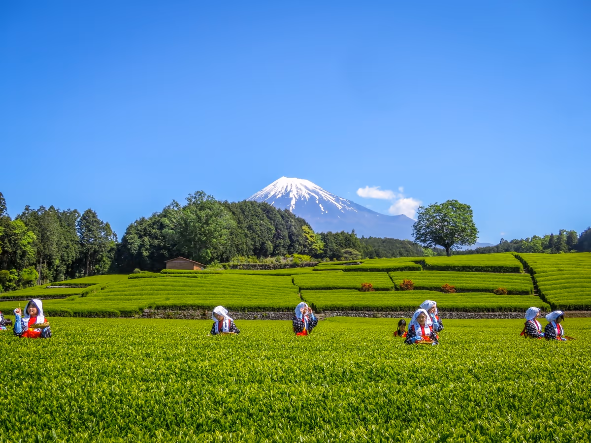 投稿写真：茶摘みをする茶娘と富士山