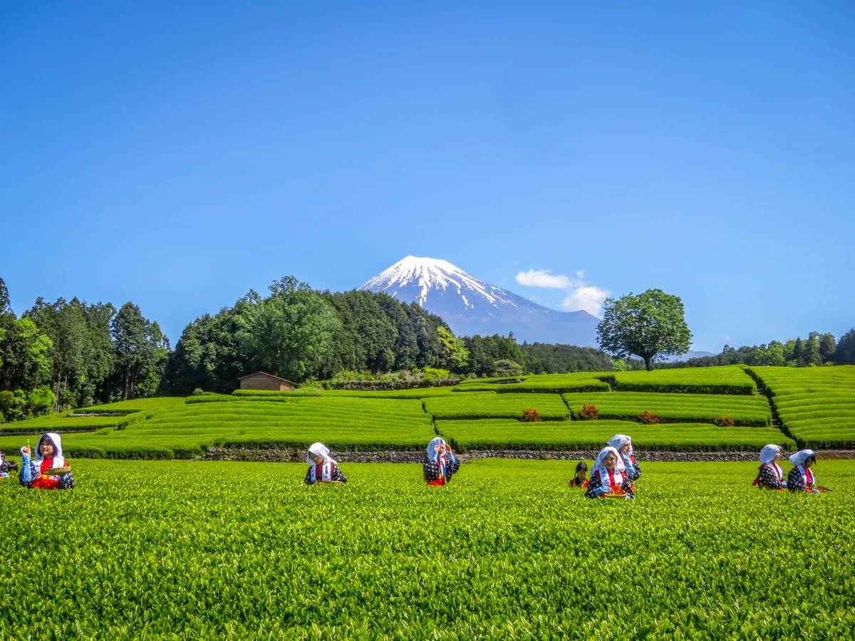 投稿写真：茶摘みをする茶娘と富士山
