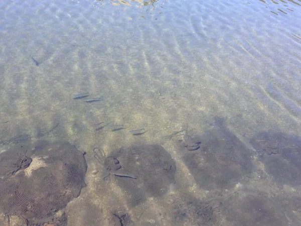 投稿：屋久島の川