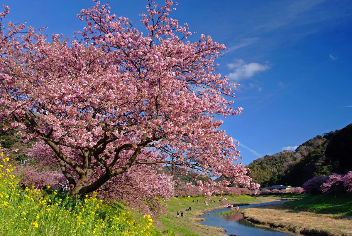 投稿写真：春、笑う