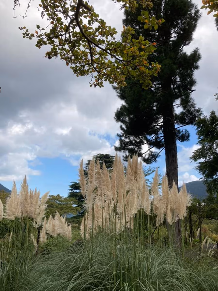 投稿写真：箱根強羅公園の秋