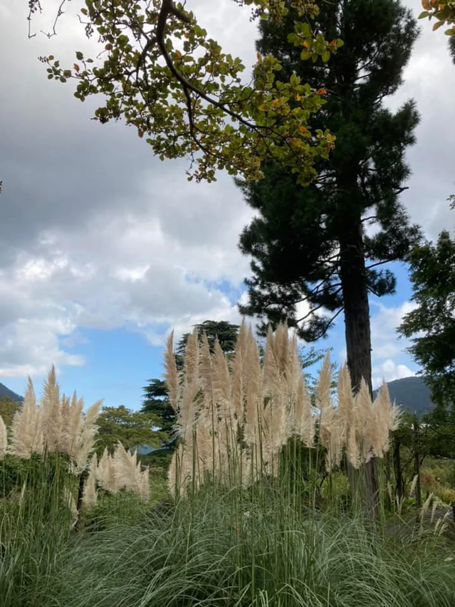 投稿写真：箱根強羅公園の秋