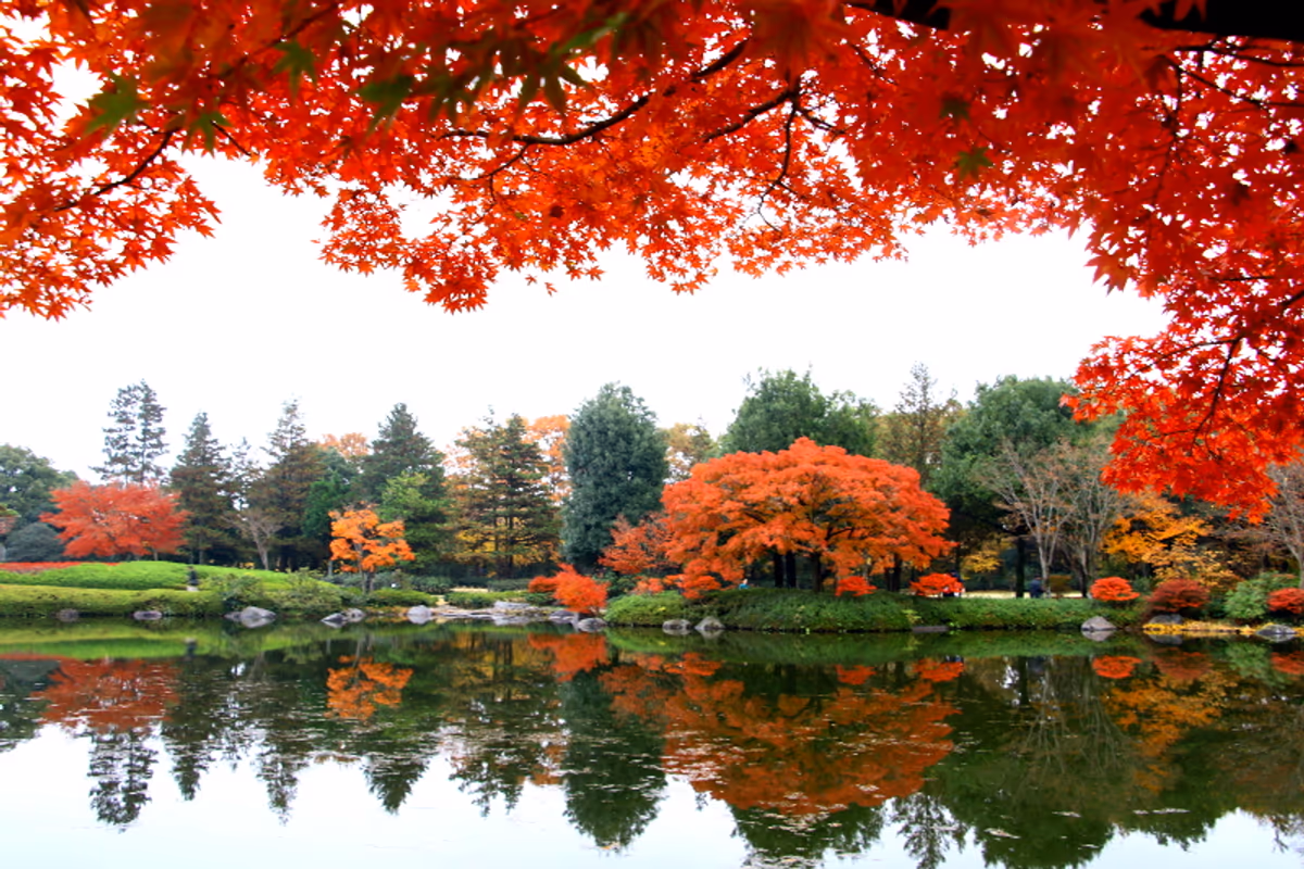 投稿写真：紅葉