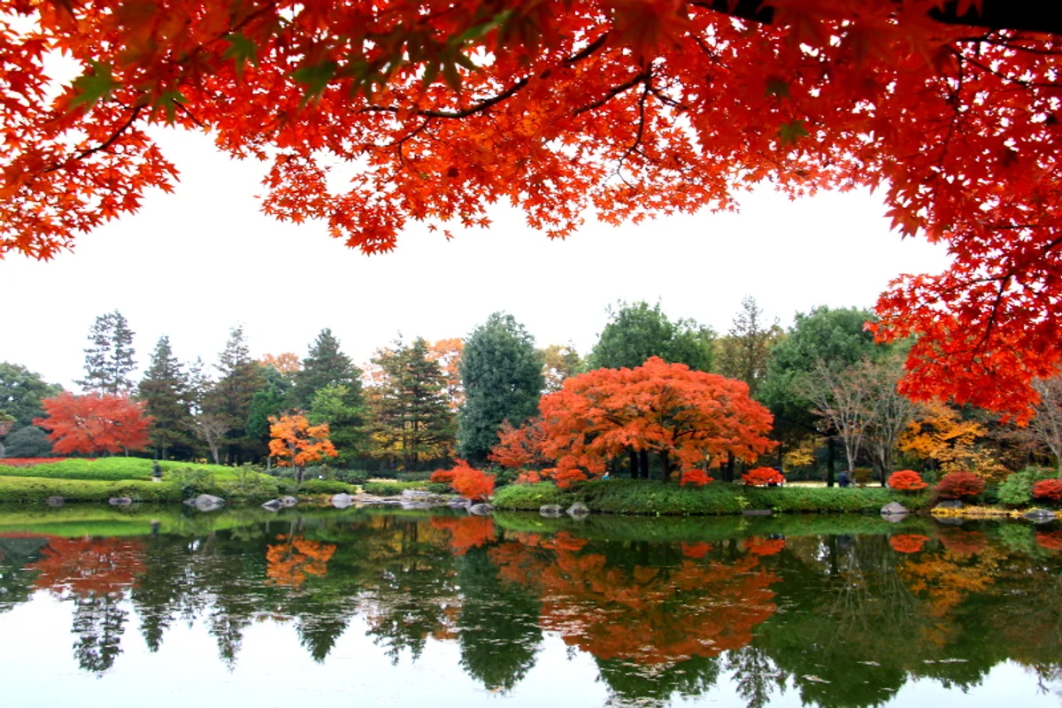 投稿写真：紅葉