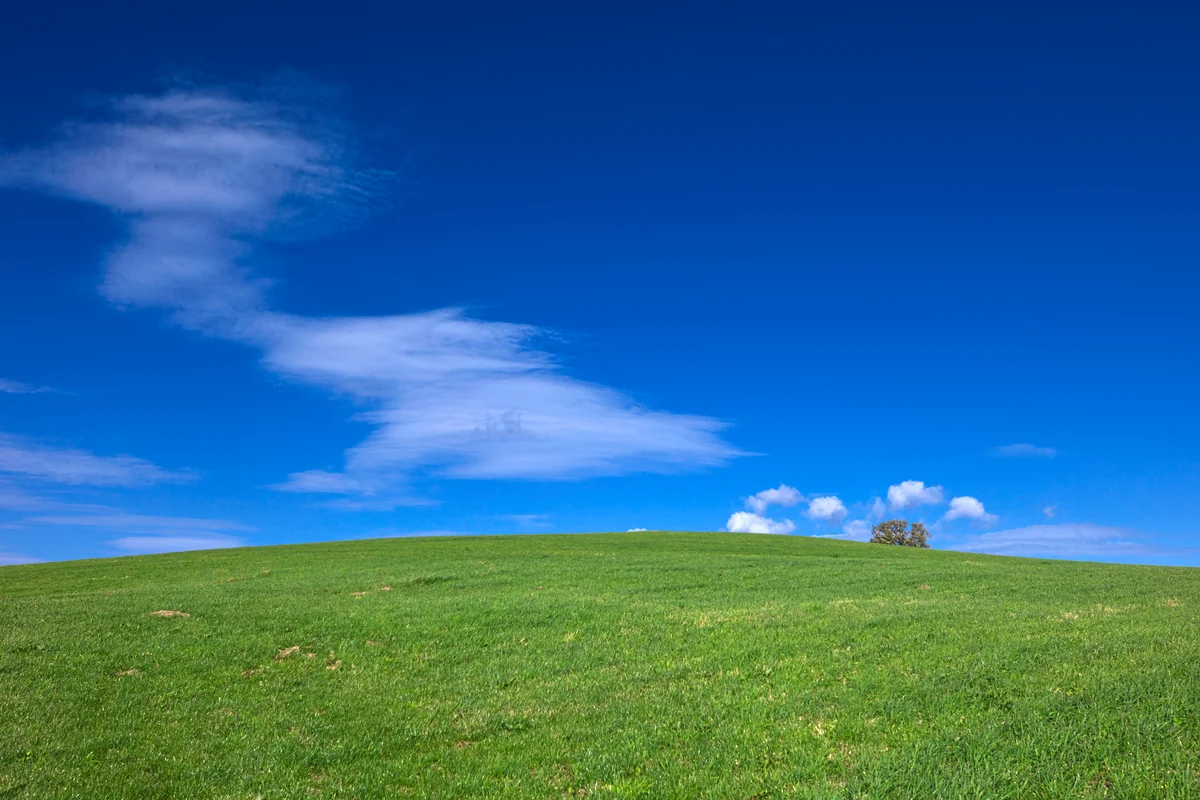 投稿写真：お姑さんの木