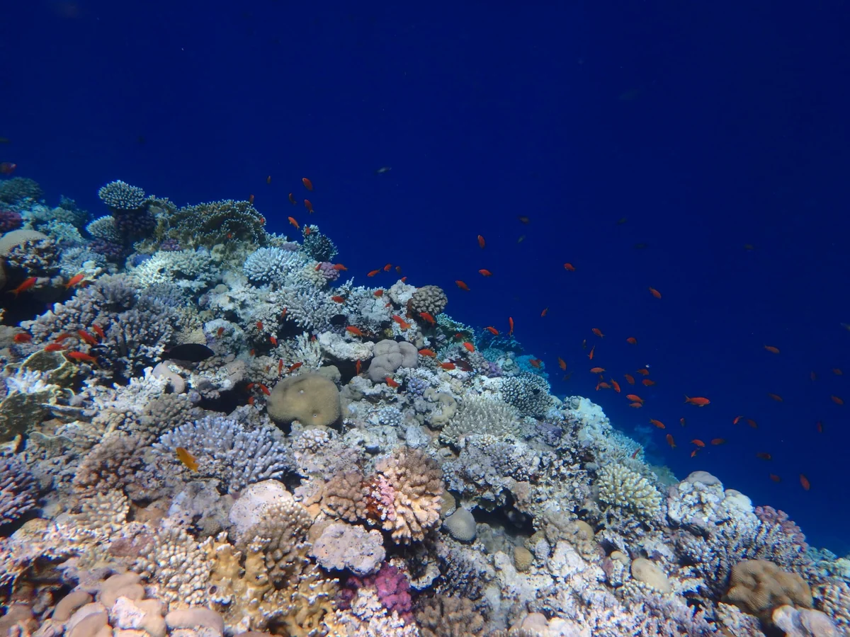 投稿写真：紅海