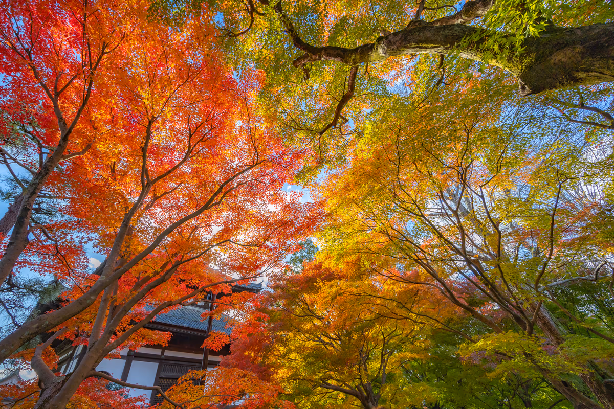 投稿写真：東福寺グラデーション