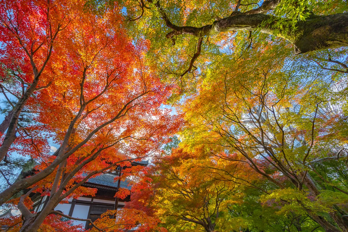 投稿写真：東福寺グラデーション