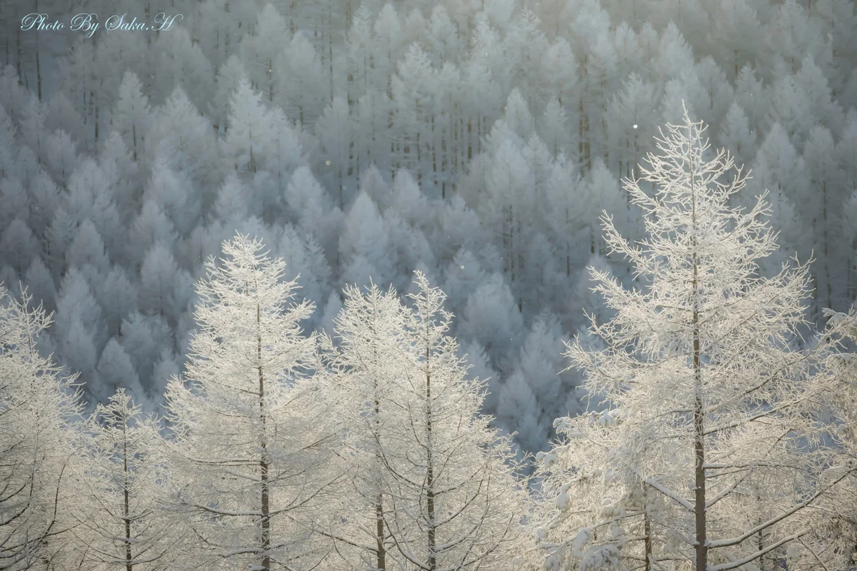 投稿写真：霧氷