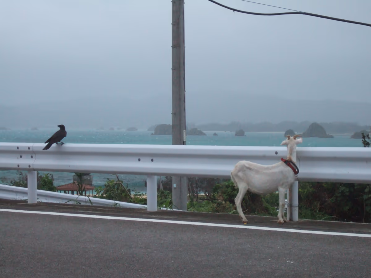 投稿写真：古宇利島に台風がやってくる