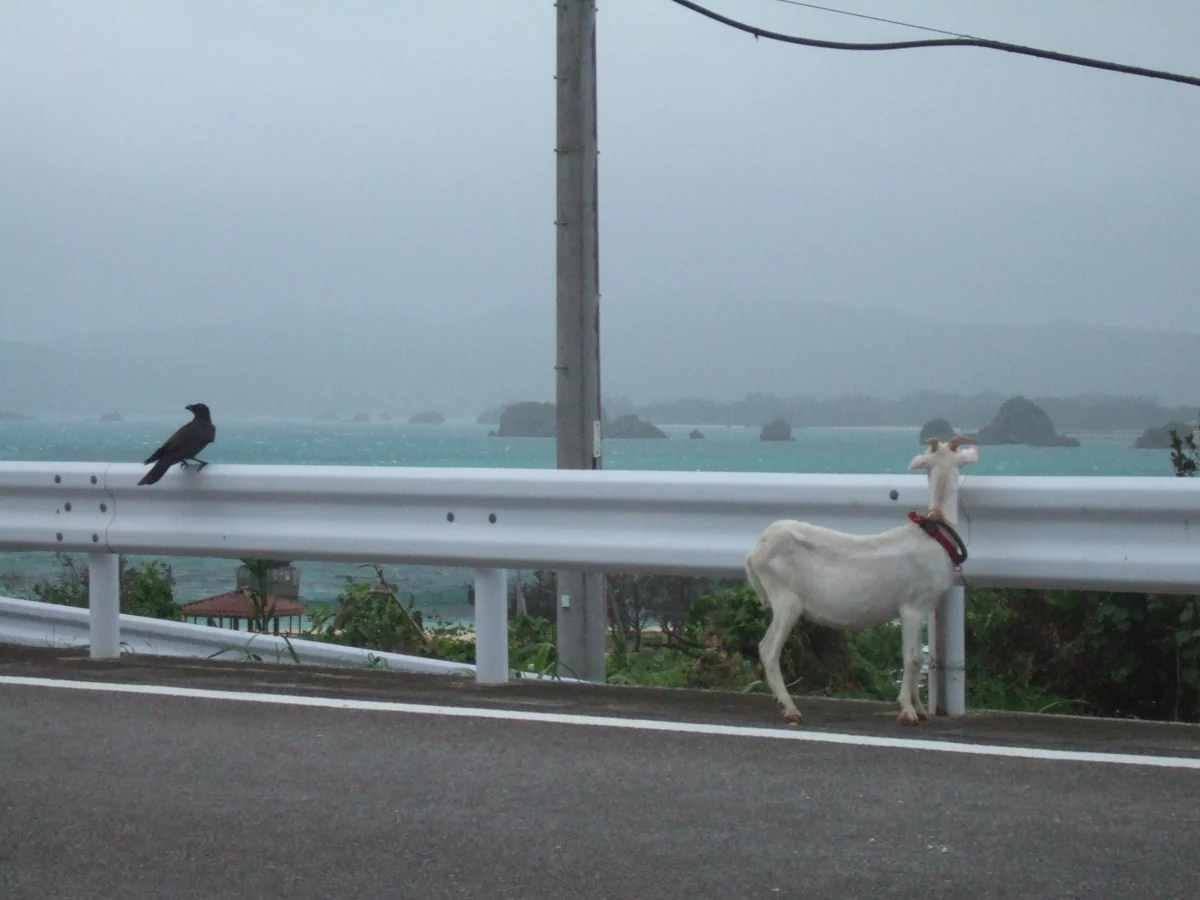 投稿写真：古宇利島に台風がやってくる