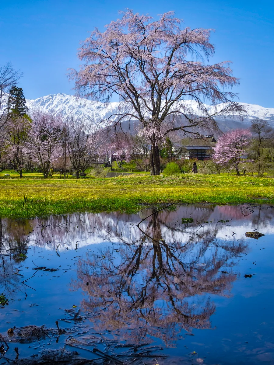 投稿写真：シダレザクラのリフレクション