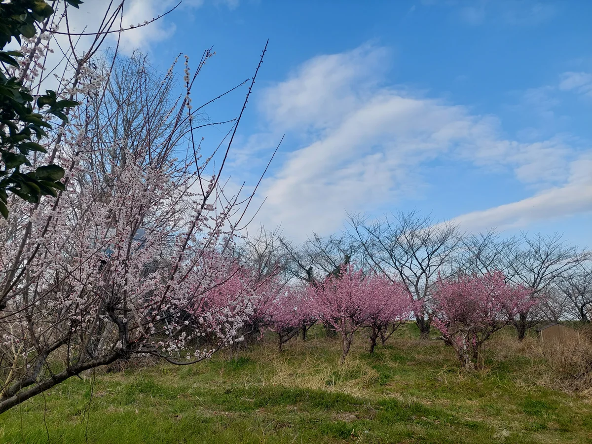 投稿写真：ちょっぴり桃源郷