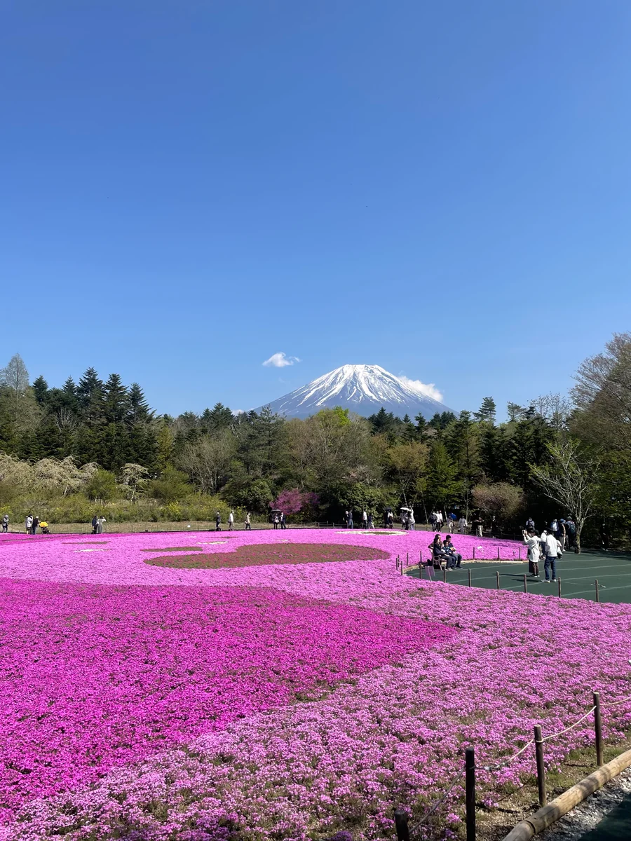 投稿写真：芝桜と富士山