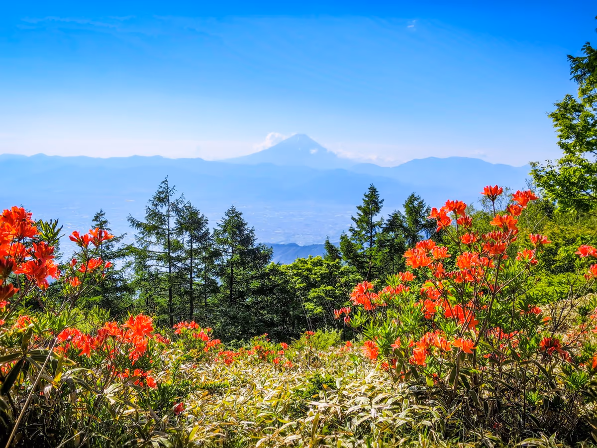 投稿写真：レンゲツツジと富士山